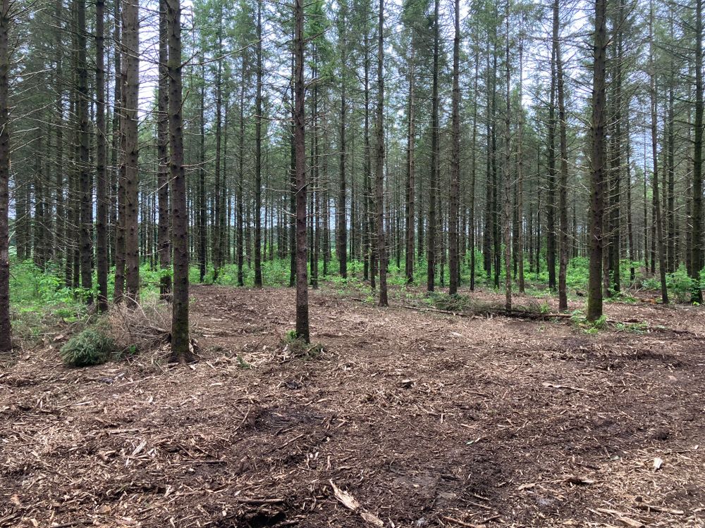 Our Forestry Mulching service efficiently clears land by shredding vegetation into mulch, improving aesthetics and health of your property while promoting soil enrichment, reducing erosion, and minimizing environmental impact. for Brush Busters in Wausau, WI