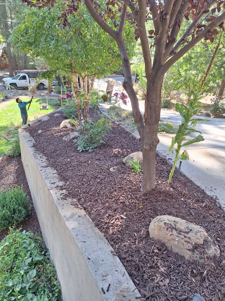 All Photos for Best Lawncare in Colton, CA