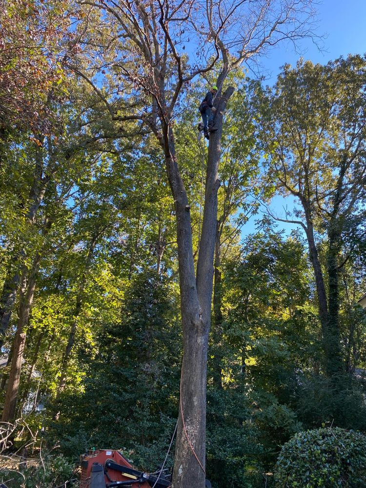 All Photos for Ricky's Tree Service & Property Care in Orange, VA