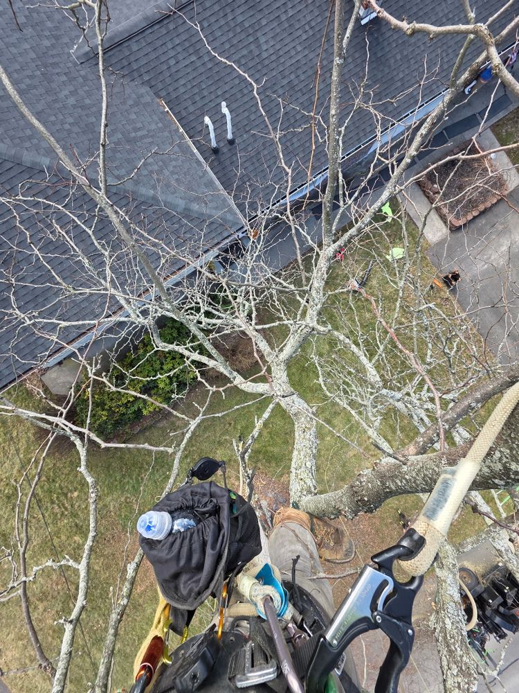 All Photos for Licensed to Cut Tree Service in Athens, PA