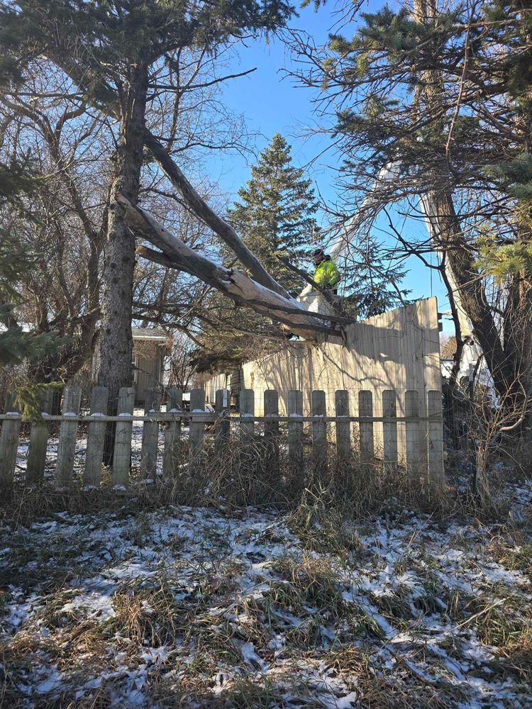 Tree Removal for Tree Tech in Luverne, MN