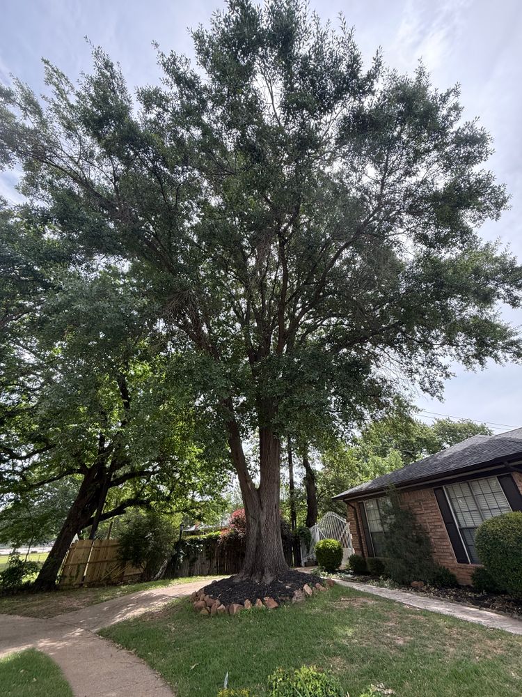 All Photos for Blu-J Tree Care in Arlington, TX
