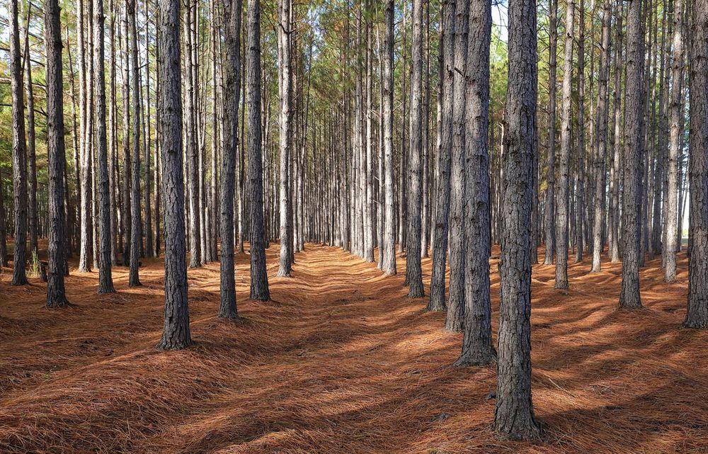 Our Forestry Mulching service efficiently clears overgrown land, turning unwanted vegetation into beneficial mulch. Ideal for site preparation and enhancing property aesthetics, this eco-friendly solution preserves topsoil and promotes healthy regrowth. for REJ Hauling in Jemison, AL