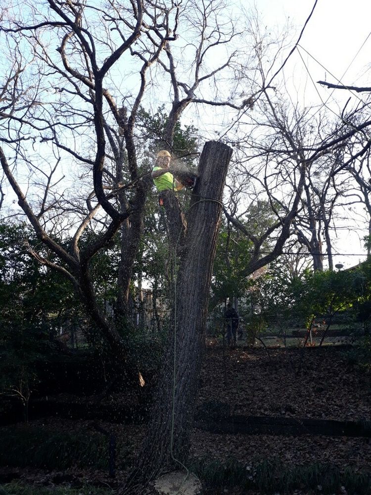 All Photos for TLC Professional Tree Service in Bedford, TX