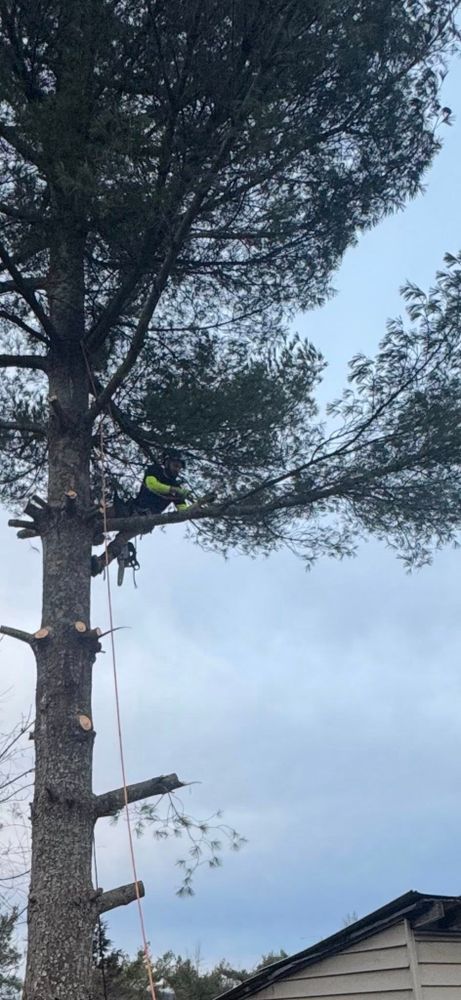 Tree Services for Precision Cutz Tree Services, LLC in Coeburn, VA