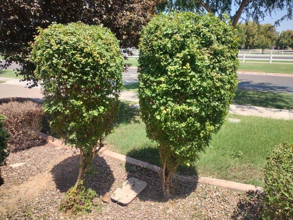 Our Edging service provides precise and clean borders for your lawn, enhancing its overall appearance and giving it a well-manicured look. for Smooth Lawn Service in Mesa, AZ