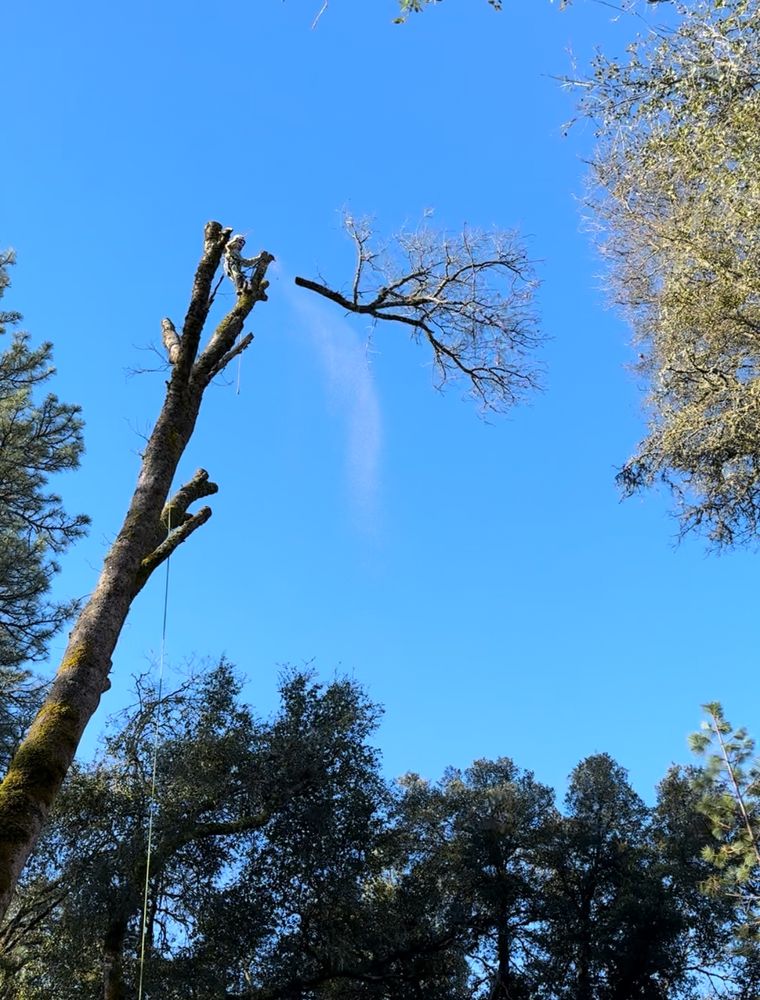 Our Tree Removal service safely and efficiently eliminates unwanted or hazardous trees, protecting your property while enhancing its beauty. Trust our skilled professionals for a seamless experience from start to finish. for Tyco Forest Management in Placerville, CA