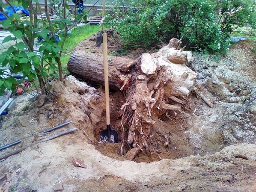 Our Stump Grinding and Removal service efficiently clears unsightly stumps, enhancing your property's appearance and safety. We ensure quick, thorough removal with minimal disruption to your landscape. for Jr Construction in Wingate, NC