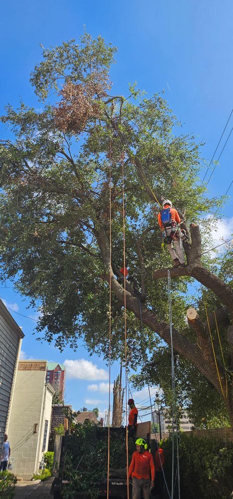 All Photos for Servin's Tree Care  in Houston, TX