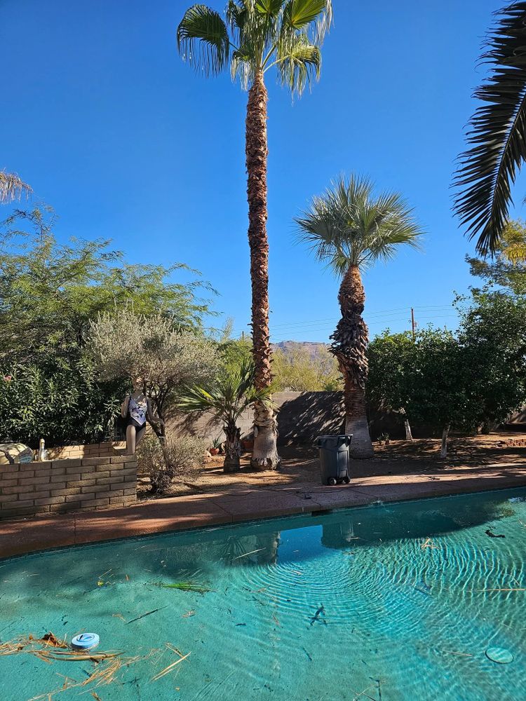 All Photos for T's Tree Service and Firewood in Apache Junction, AZ
