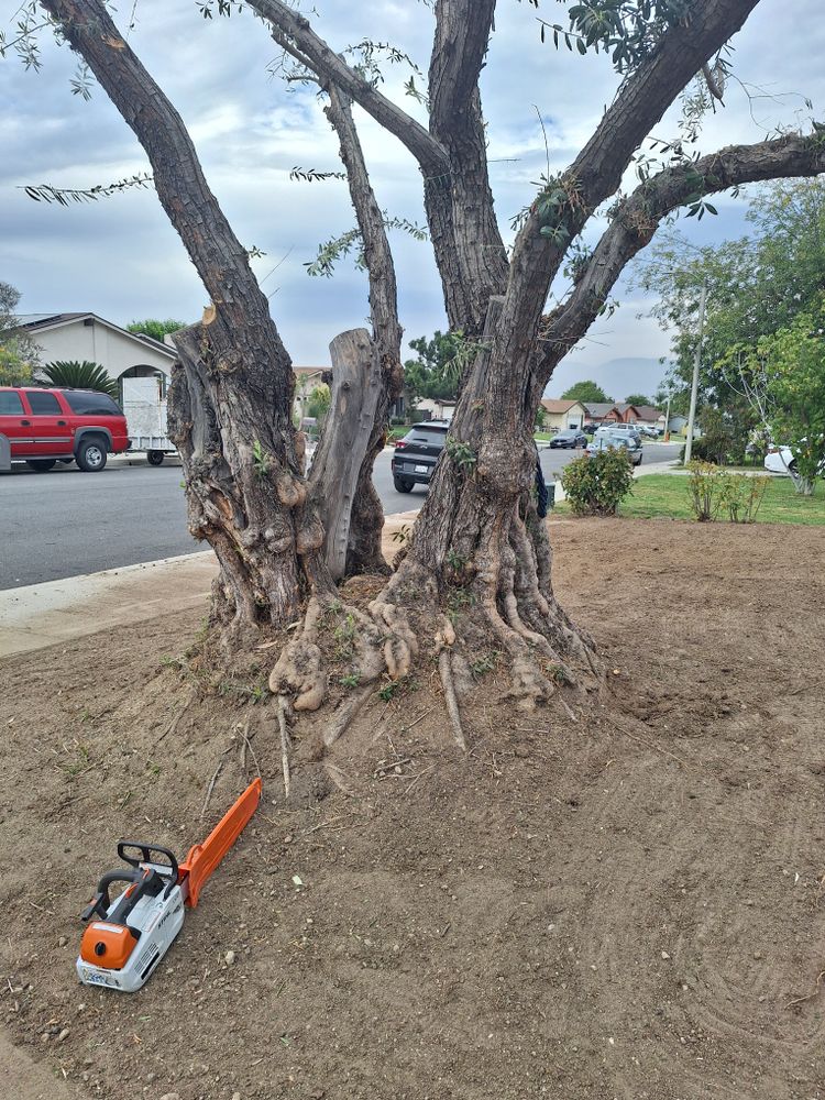 All Photos for Best Lawncare in Colton, CA