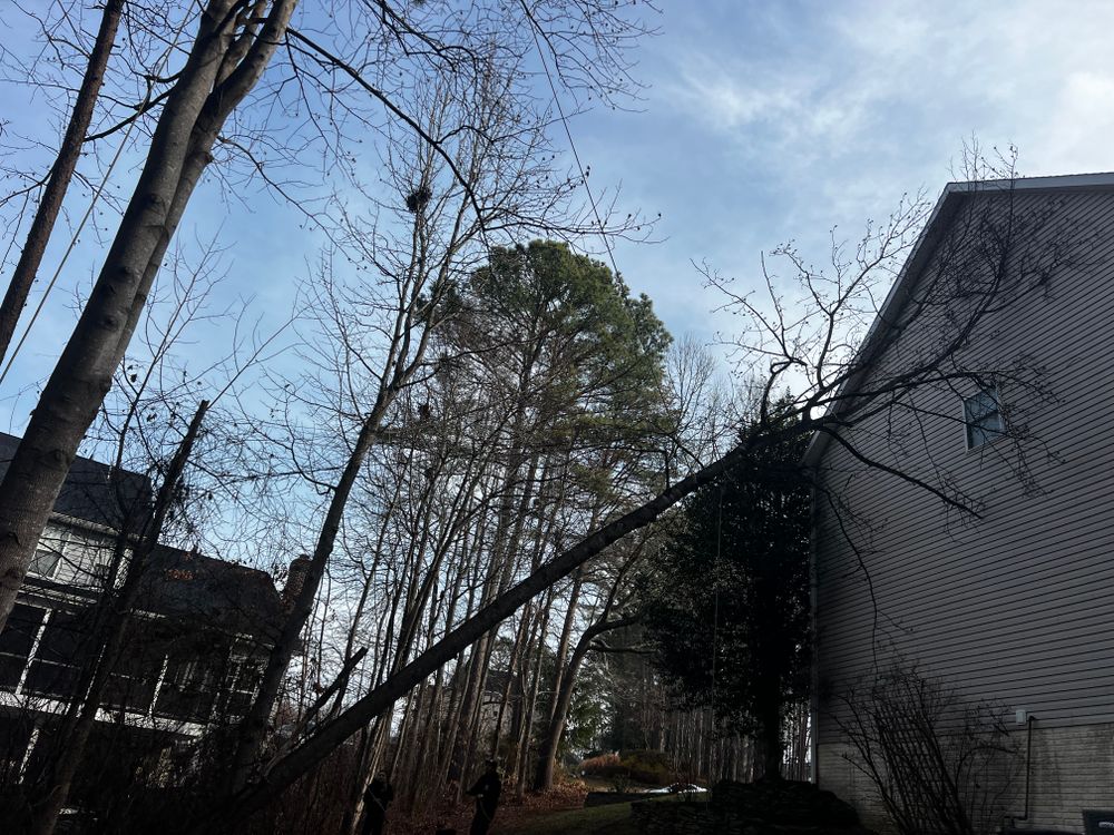 All Photos for DIAZ TREE in Stafford, VA