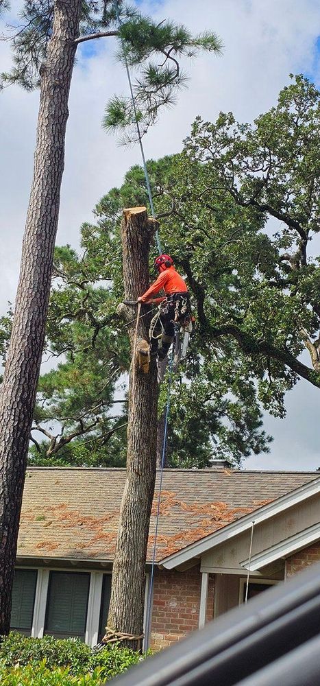 All Photos for Servin's Tree Care  in Houston, TX