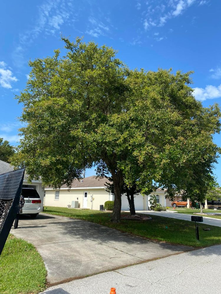 Tree Removal for MX Trees LLC in Englewood, FL