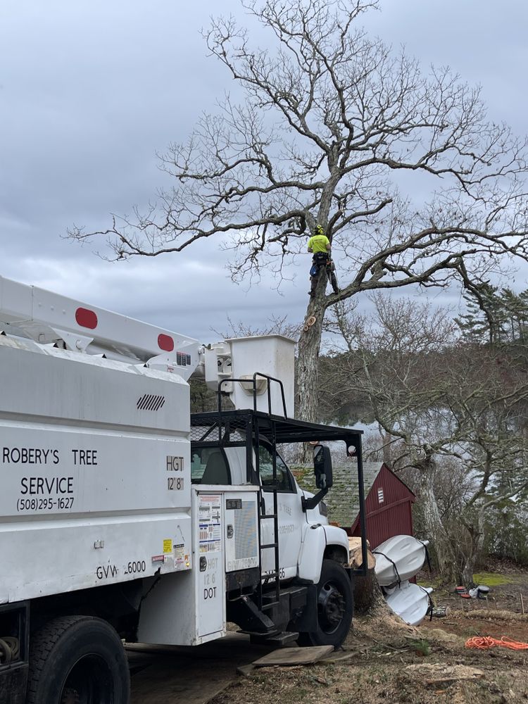 Tree Removal for Robery's Tree Service in West Wareham, MA