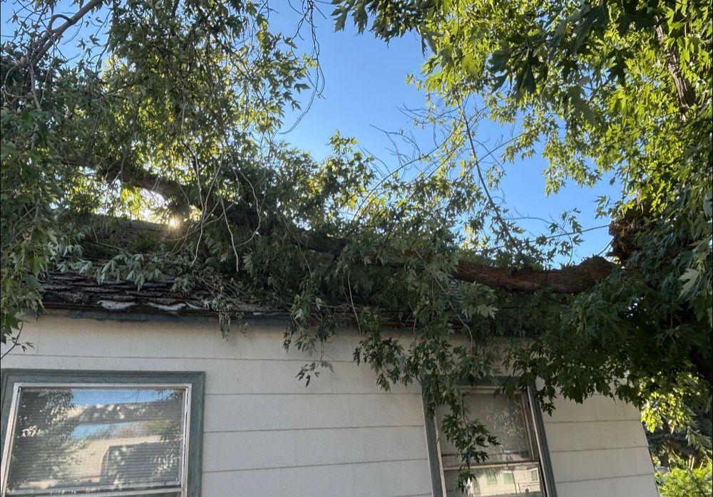 Tree Removal for Ascension Tree Care LLC in Yakima County, WA