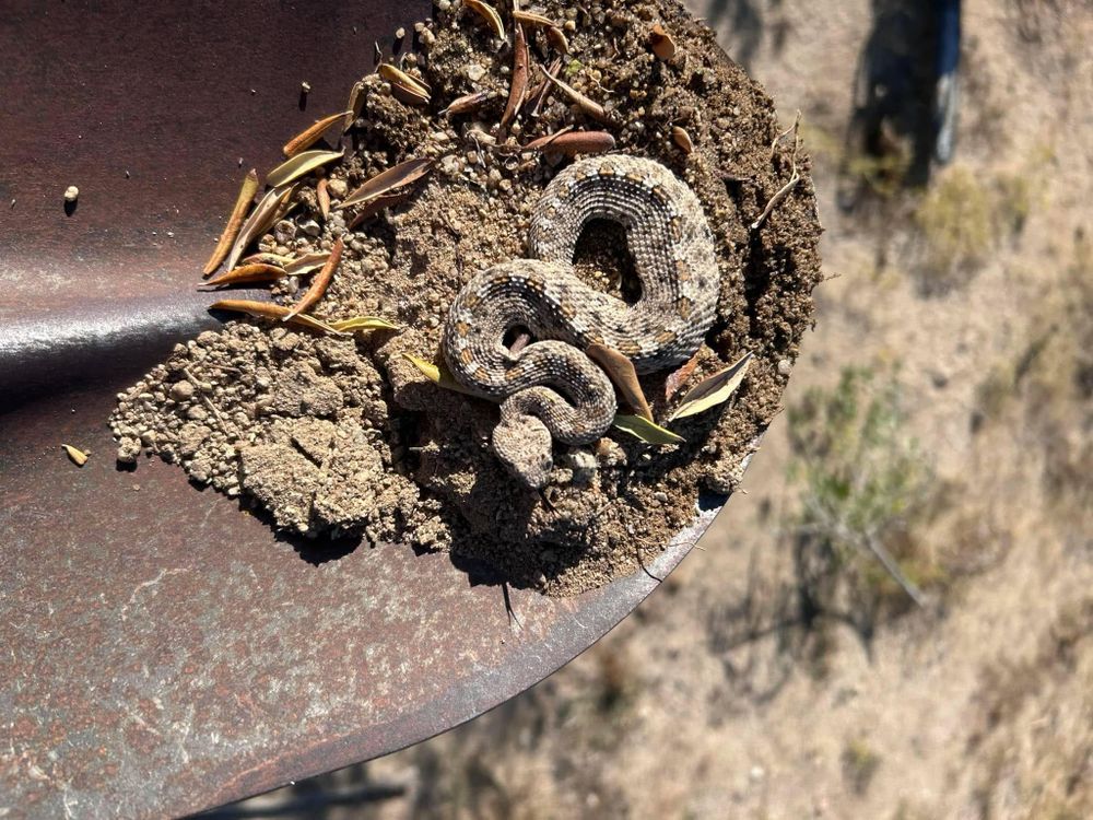 All Photos for The Tree Fairy in Temecula, CA