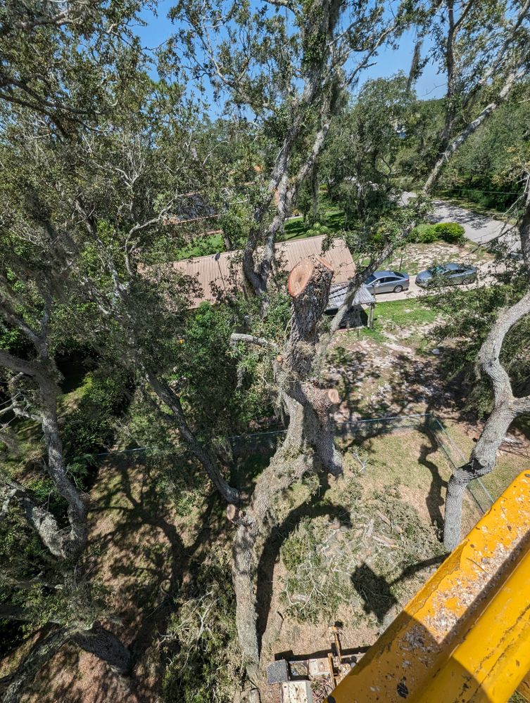All Photos for Regal Tree Service and Stump Grinding in Wauchula, FL