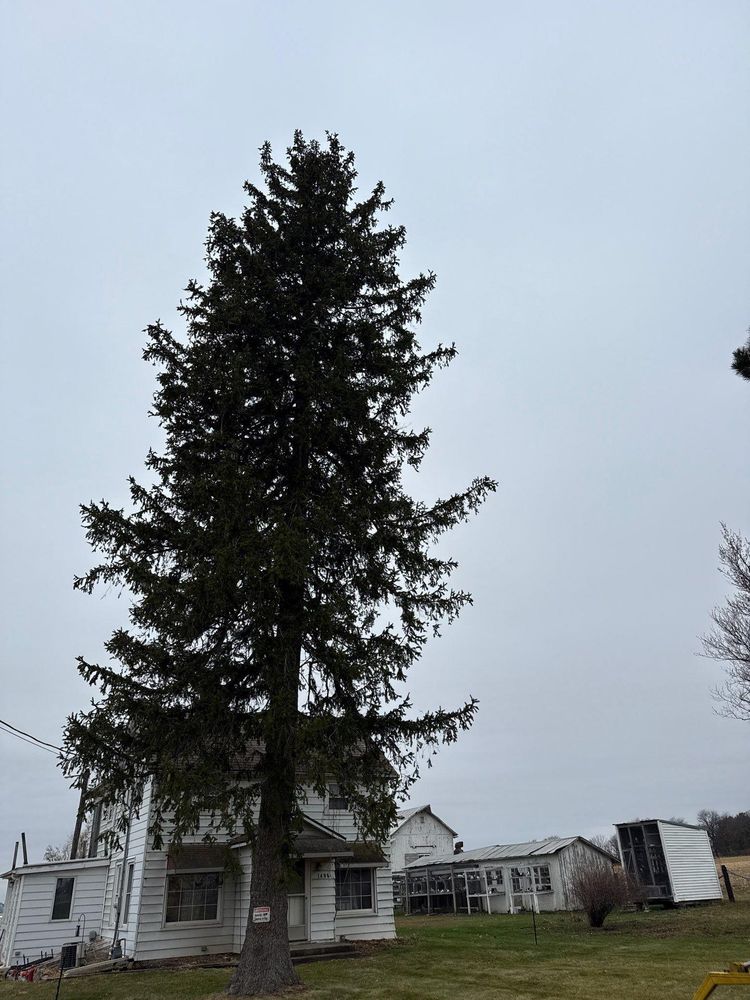 All Photos for Fransen's Tree Service  in Freeport, IL