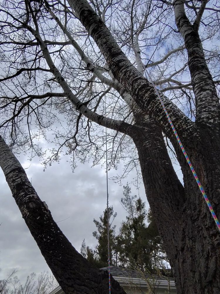 All Photos for Elevated Tree Care in Gillette, WY