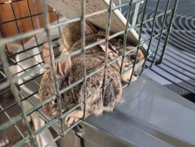 All Photos for Toppers Wildlife Removal in Garland, TX