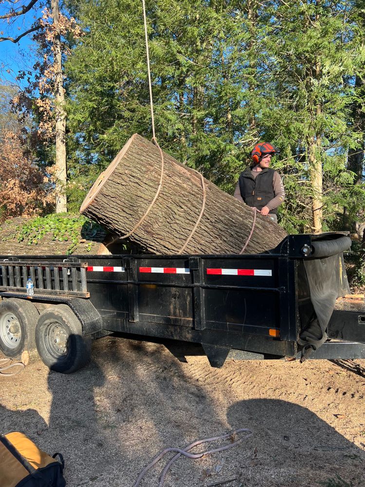 Tree Removal for Settle Tree Services in Knoxville, TN