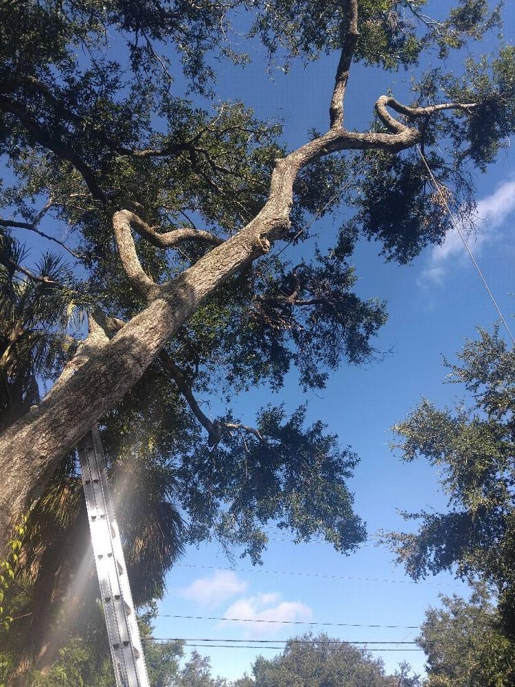 All Photos for Bills Tree Service in Valrico, FL
