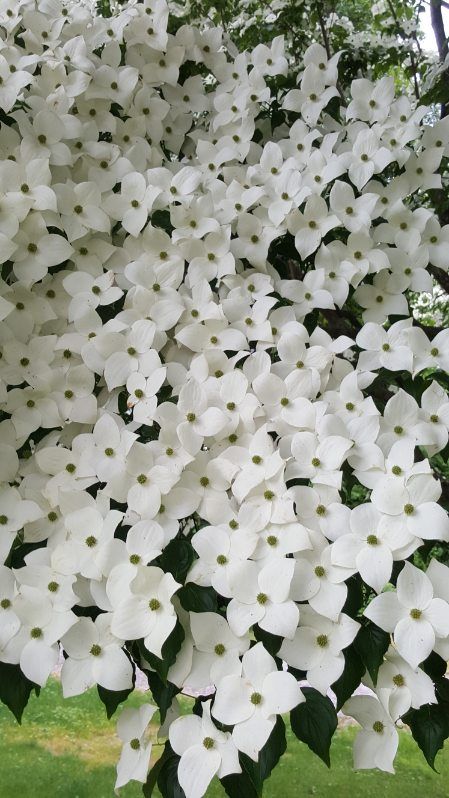 All Photos for Evolution Earthscapes, LLC in Ludlow, MA