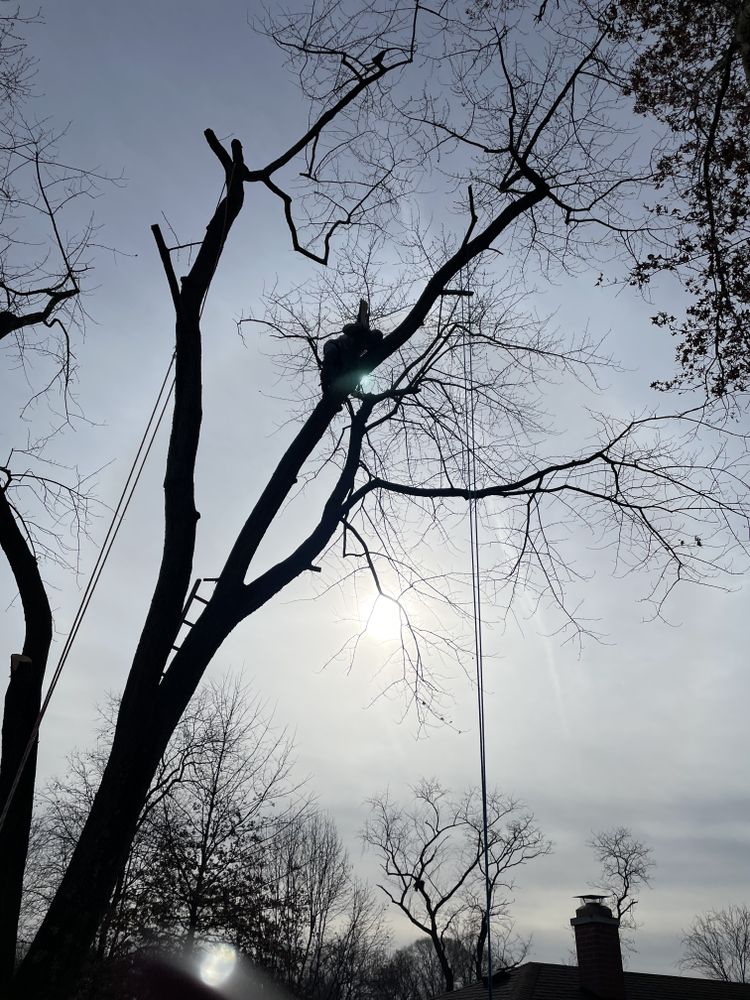 All Photos for Stinger Tree Service in Belleville, IL