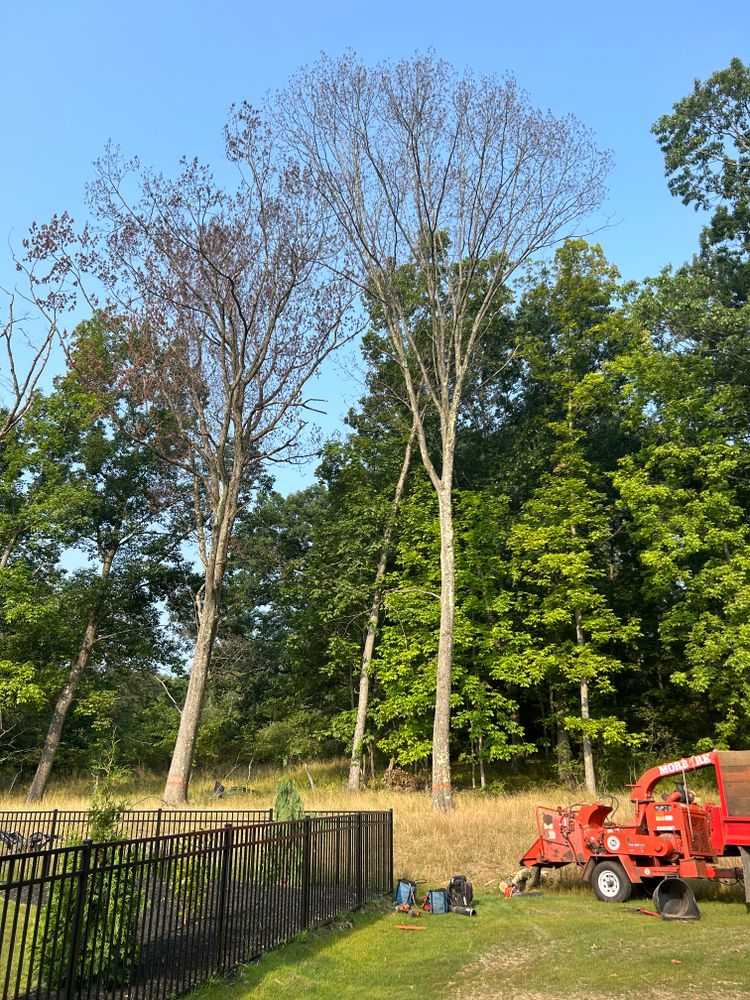 Tree Removal for JJ Tree Service in Gibsonia, PA