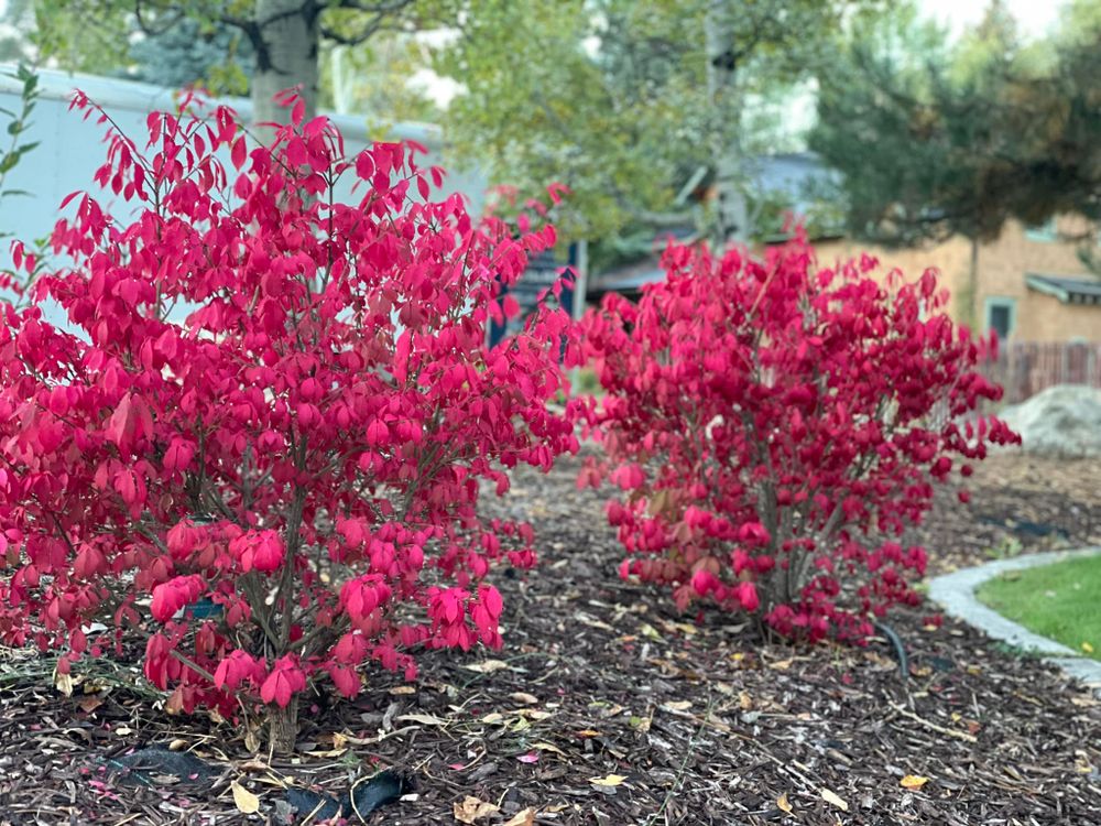 Landscaping for HDL Services  in Elko,  NV