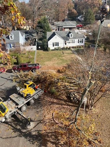 All Photos for Rawls Tree Care in Richmond, VA
