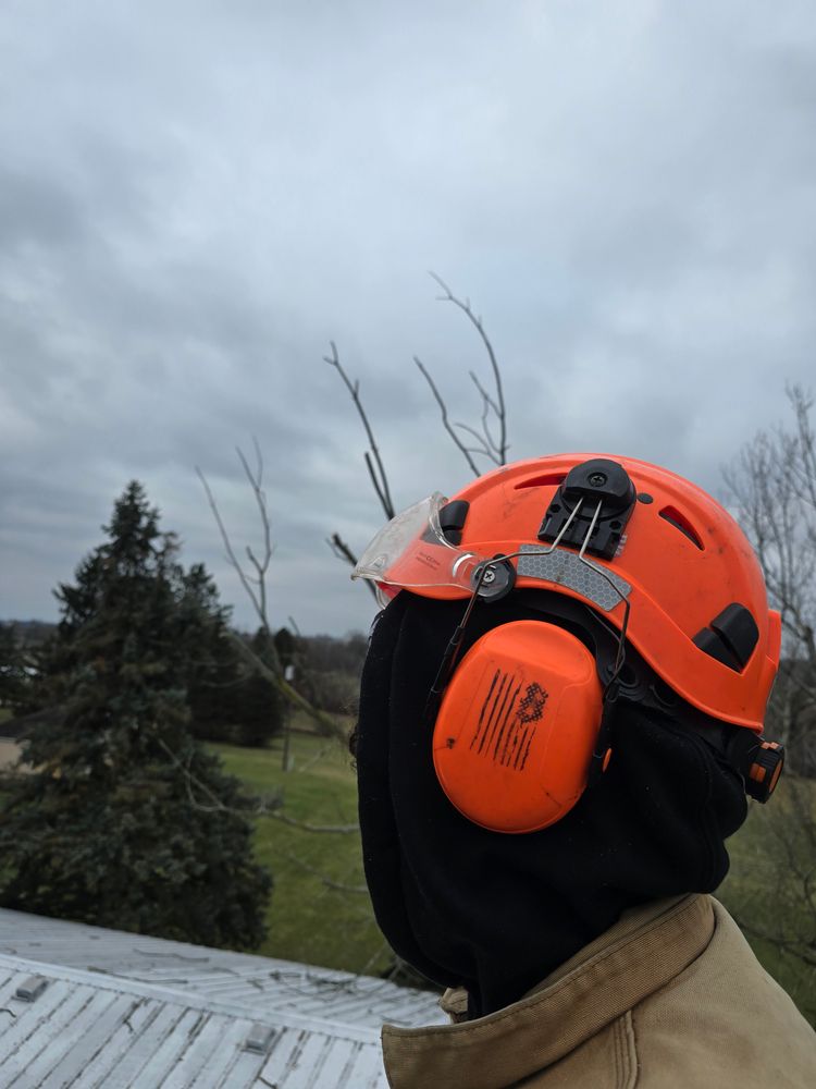 All Photos for D Hale Tree Service in Ann Arbor, MI