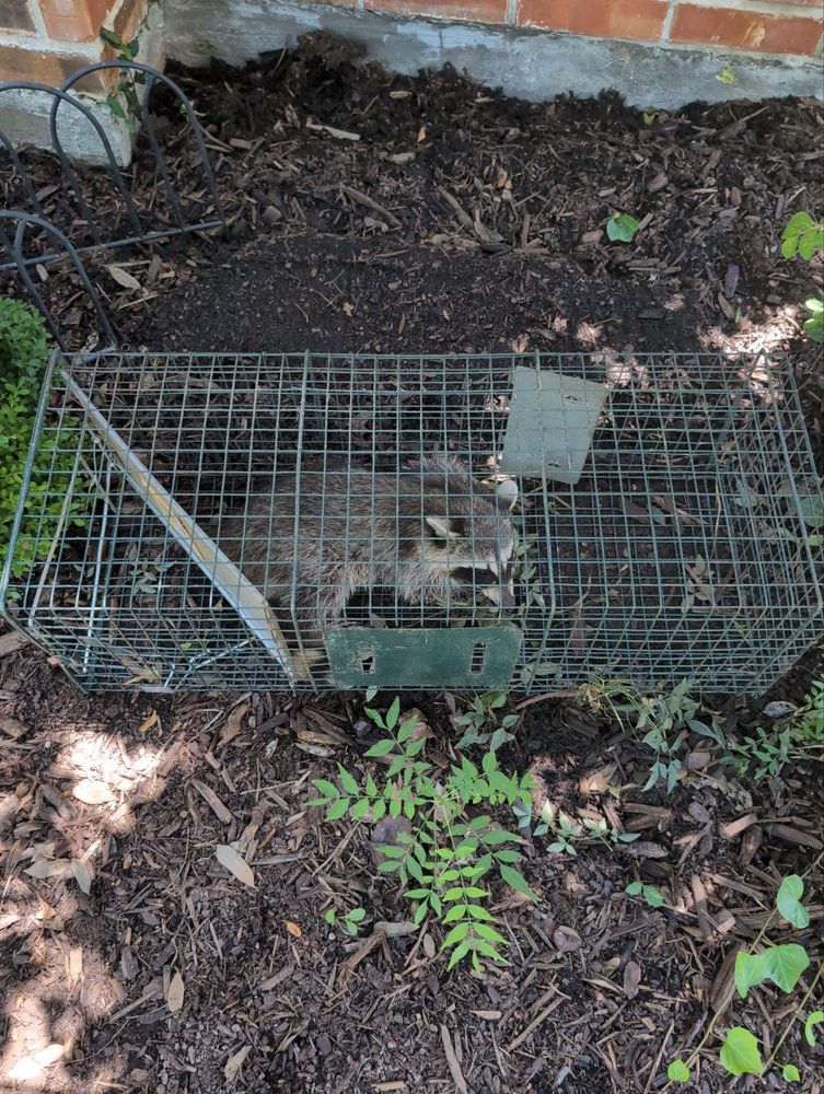 All Photos for Topper's Wildlife Removal in Garland, TX
