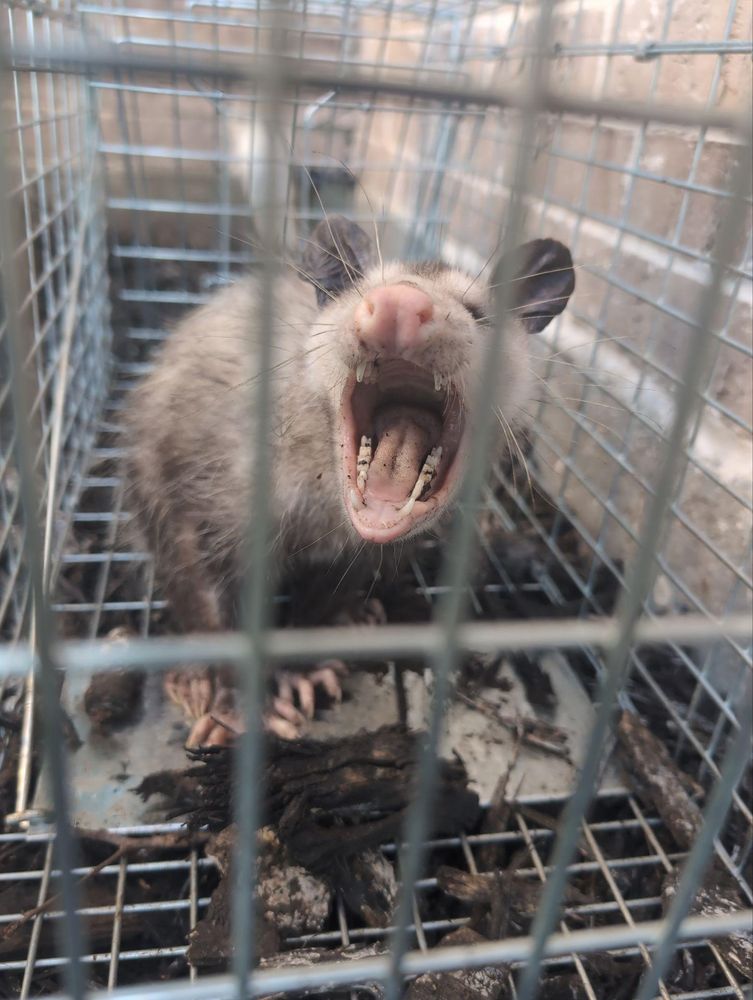 All Photos for Topper's Wildlife Removal in Garland, TX