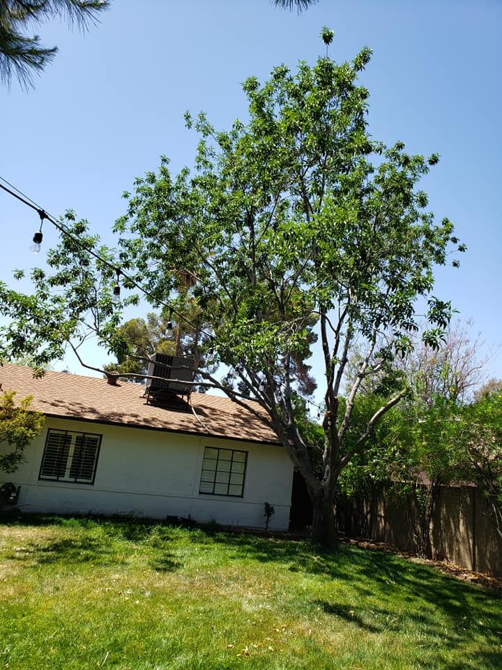 Tree Removal for Loya's Tree Trimming and Removal in Glendale, AZ