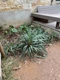 All Photos for Oviedo Land & Garden in Bastrop, TX