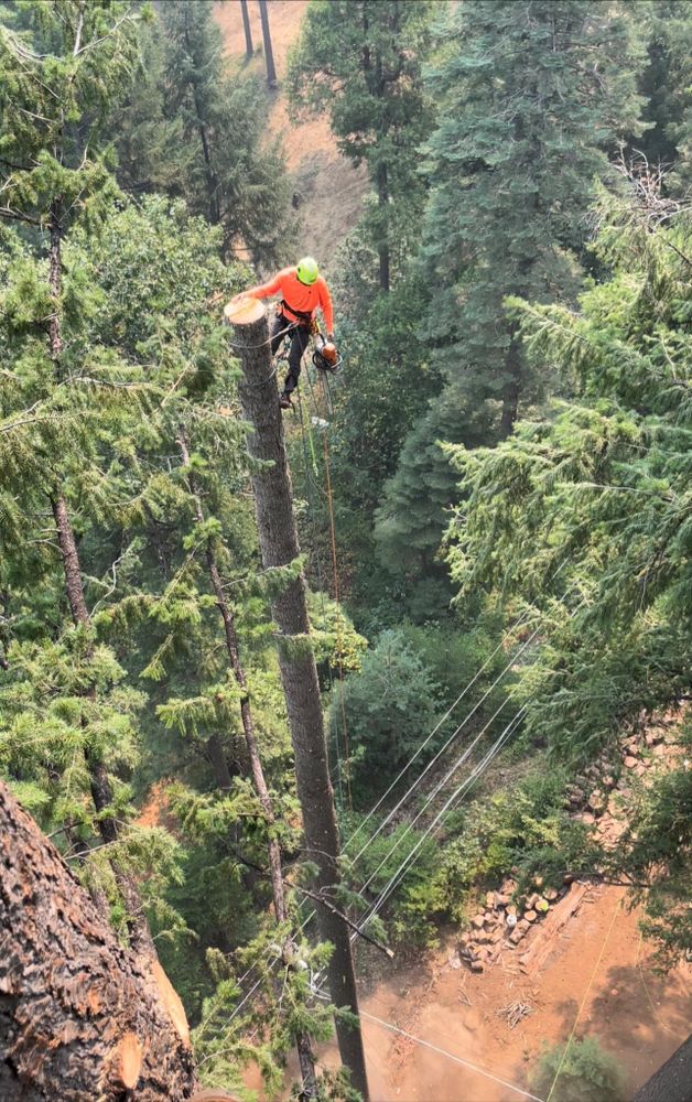 Tree Removal for Tyco Forest Management in Placerville, CA