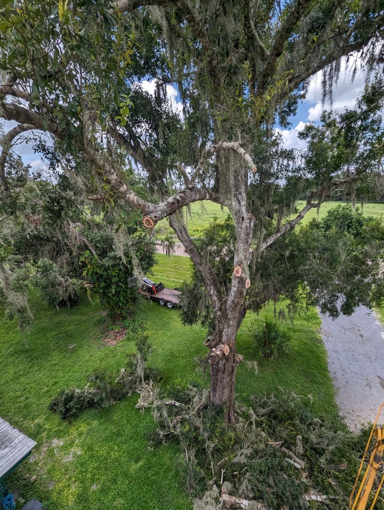All Photos for Regal Tree Service and Stump Grinding in Wauchula, FL