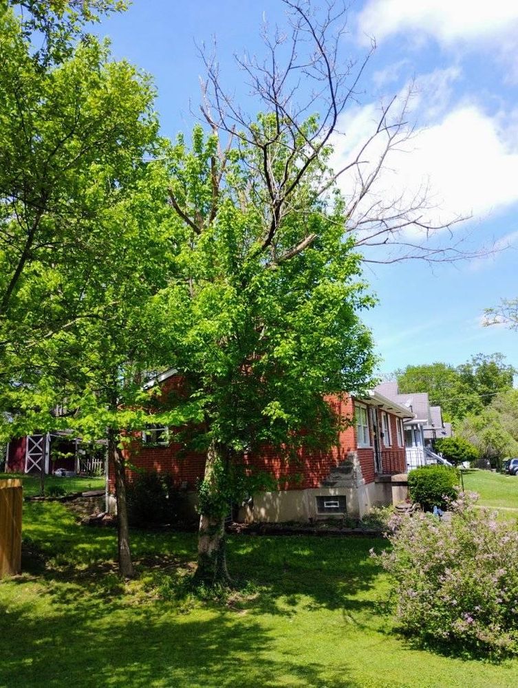 All Photos for Kingdom Tree Trimming and Removal LLC in Covington, KY