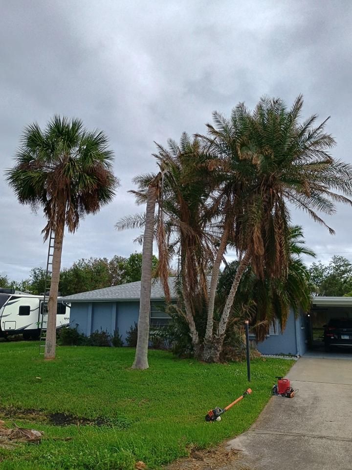 Palm Planting and Maintenance for Unity Maintenance & More LLC in Englewood, FL