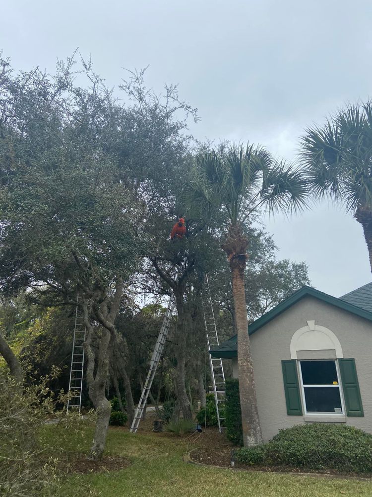 Fall and Spring Clean Up for Efficient and Reliable Tree Service in Lake Wales, FL