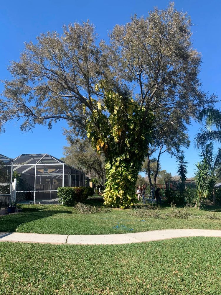 Tree Removal for Bills Tree Service in Valrico, FL