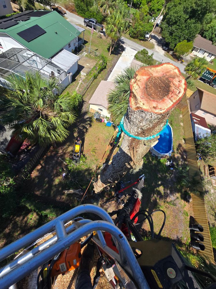 All Photos for Near Me Tree Service, Inc. in DeLand, FL