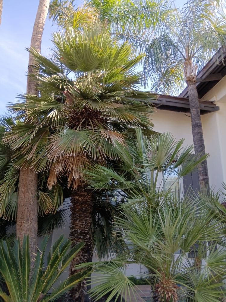 All Photos for Family Landscaping in Phoenix, AZ