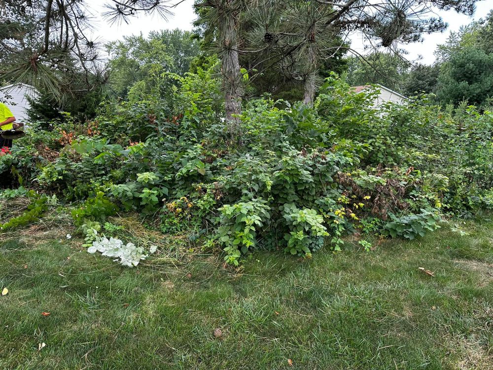 Tree Removal for Greenlee & Family Landscaping Services in Peoria, IL