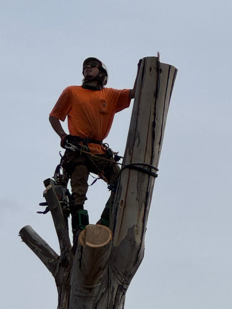 Tree Services for The Tree Fairy in Julian, CA