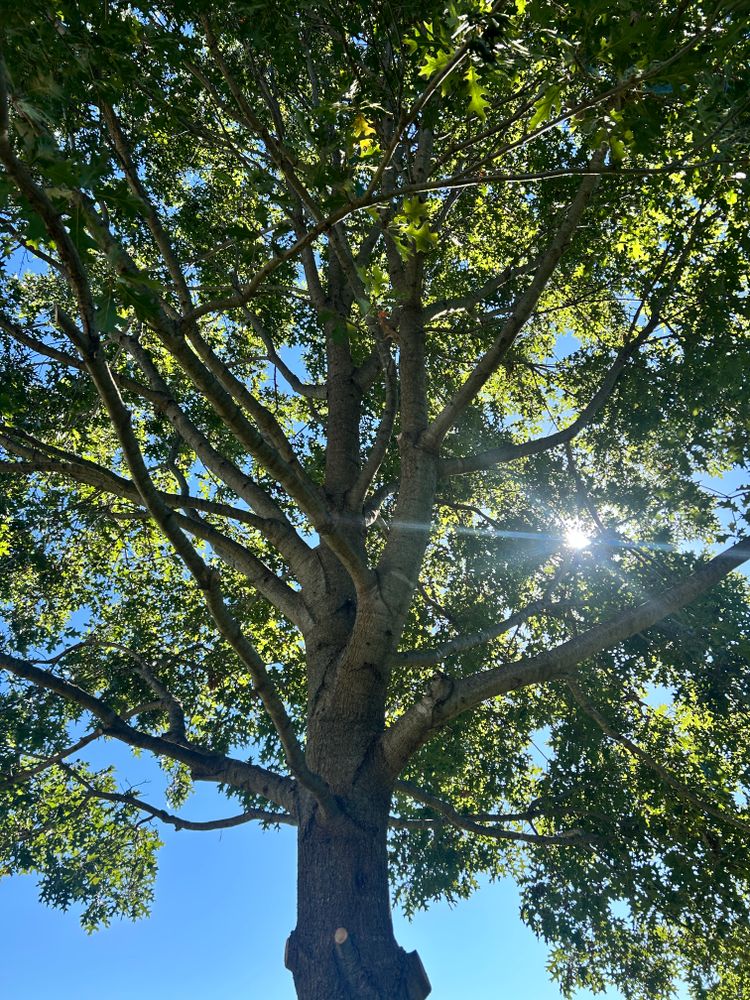 All Photos for Terra Steel Creations in Independence, KY