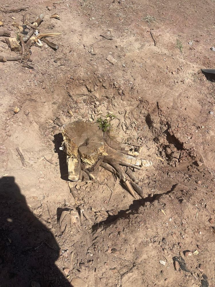 All Photos for Oliver L. Palm & Tree services in Yuma County, AZ