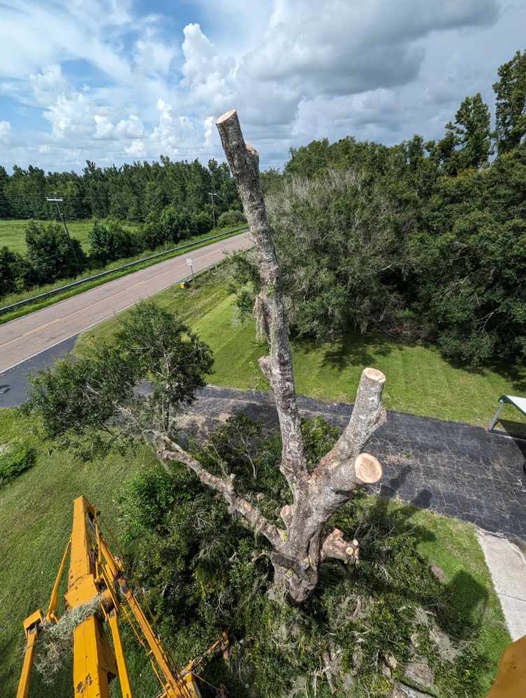 All Photos for Regal Tree Service and Stump Grinding in Wauchula, FL